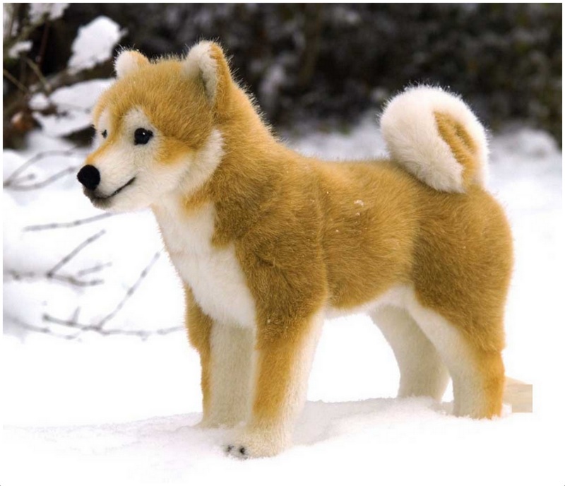 is a shiba inu a prey breed