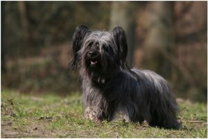 Skye Terrier – Facts, Pictures, Puppies, Breeders, Temperament