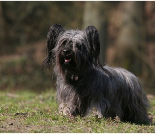 Skye Terrier