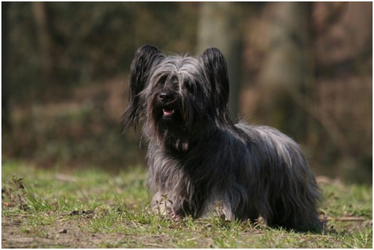 Skye Terrier