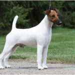 Smooth Fox Terrier
