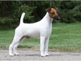 Smooth Fox Terrier