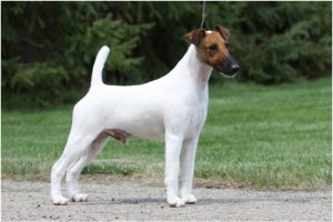 Smooth Fox Terrier – Dog Breed Information