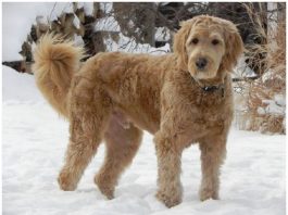 Goldendoodle