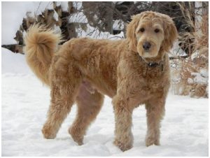 Goldendoodle – Facts, Pictures, Puppies, Price