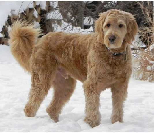 Goldendoodle