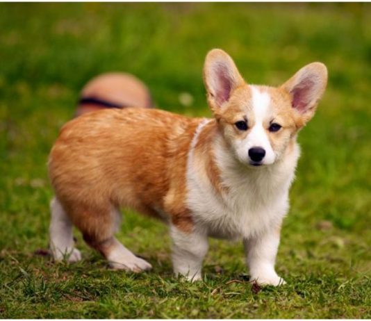 Pembroke Welsh Corgi