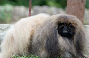 Pekingese – Facts, Pictures, Characteristics, Temperament