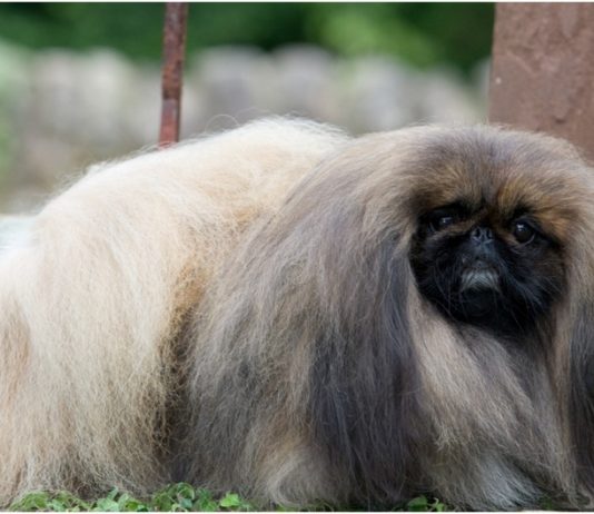 Pekingese