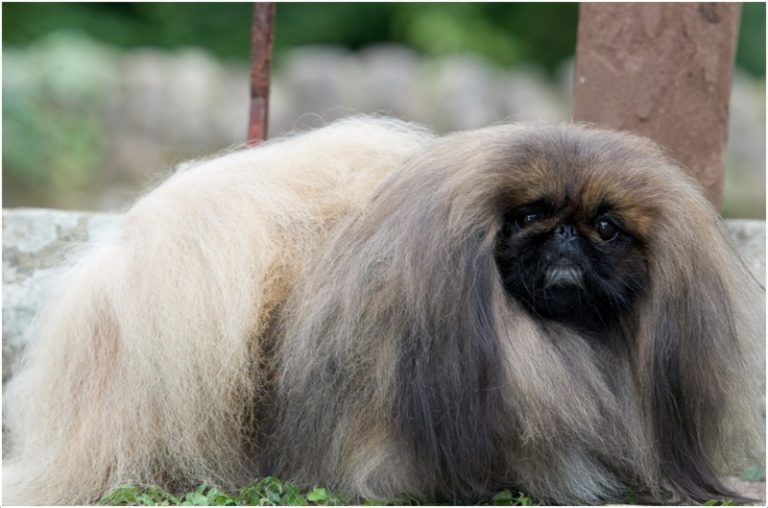 Pekingese