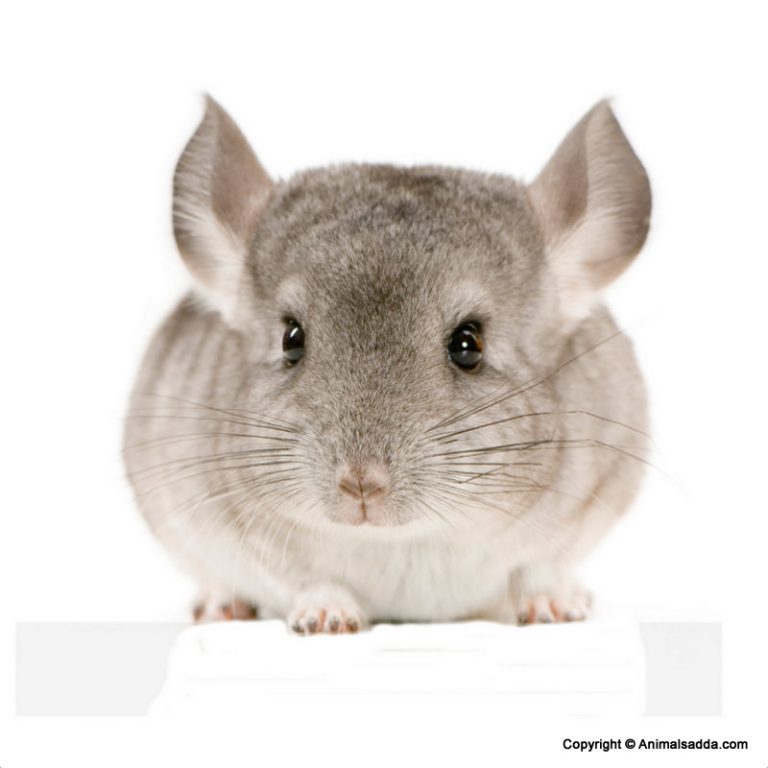 Chinchilla