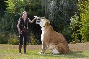 Liger – Facts, Information, Size