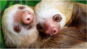 Sloths – Facts, Habitat, Lifespan & Images
