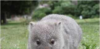 Wombat