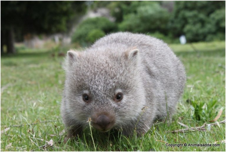 Wombat