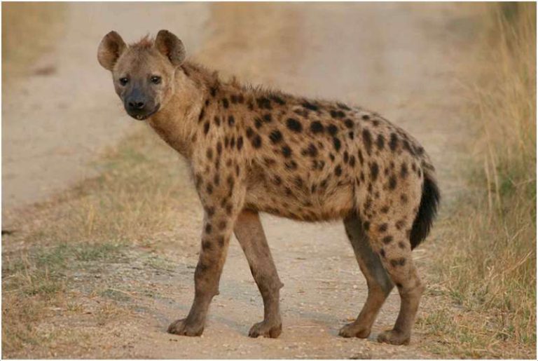 hyena