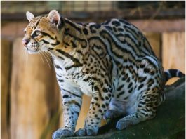 Ocelot