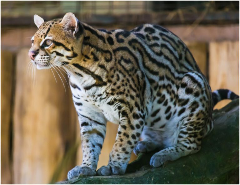 Ocelot