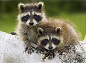 Raccoon : Facts, Habitat, Diet, Pictures