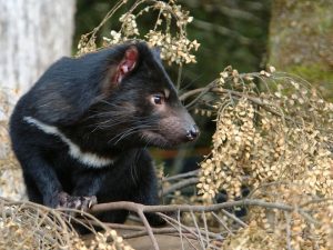 Tasmanian Devil