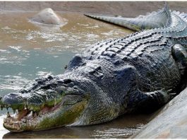 Crocodile