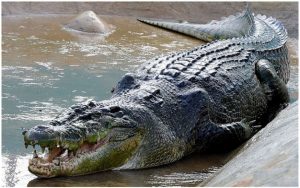 Crocodile