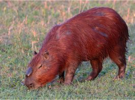 Capybara