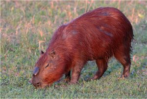 Capybara – Habitat, Behavior & Facts, Size