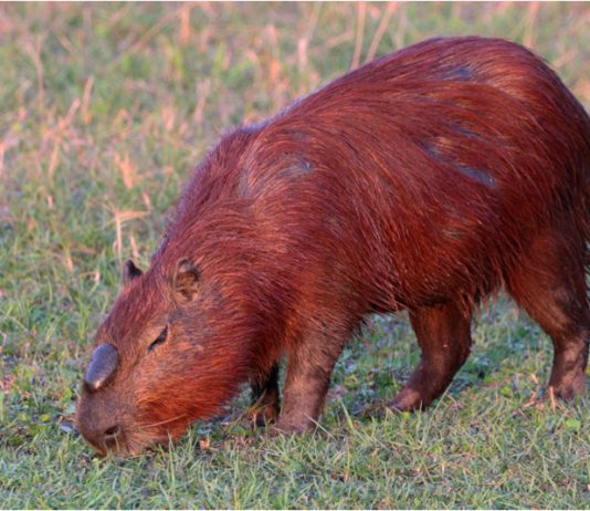 Capybara