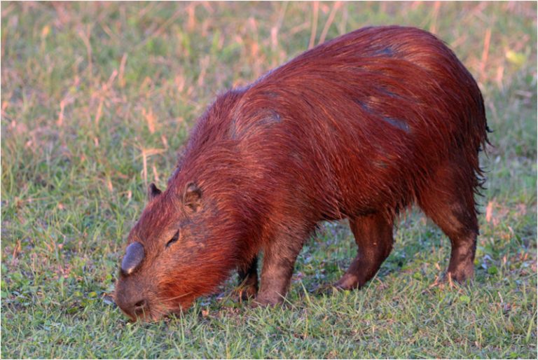 Capybara