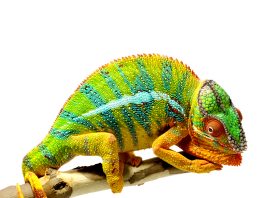 Chameleons