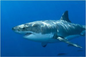 Great White Shark