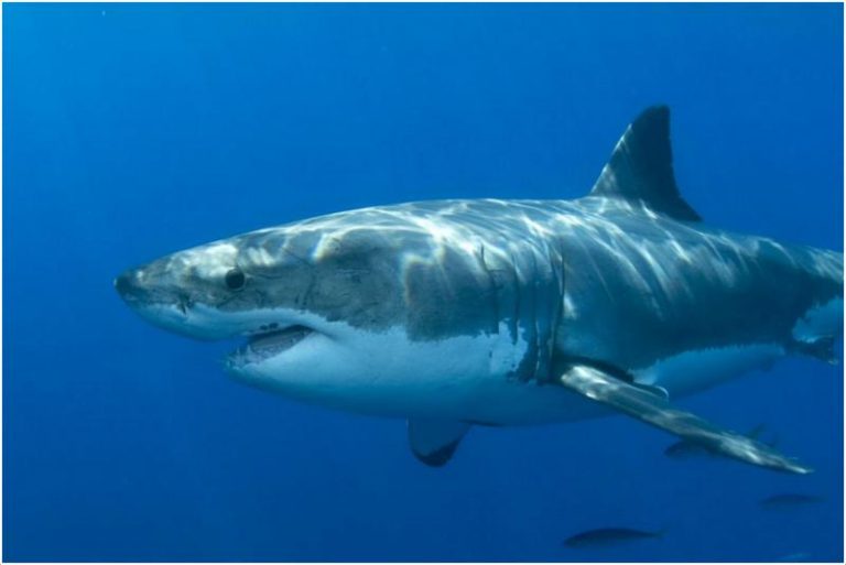 Great White Shark