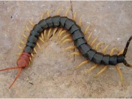 Centipedes