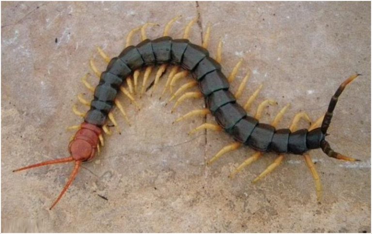 Centipedes