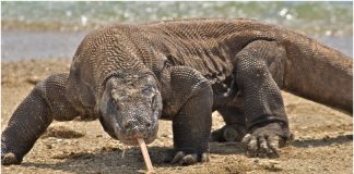 Komodo Dragon