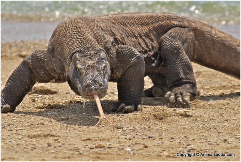 Komodo Dragon