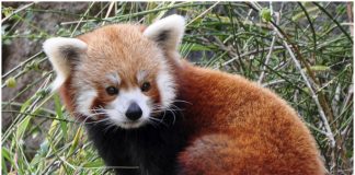 Red panda