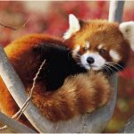 Red panda