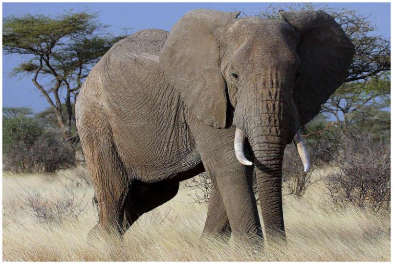 African Elephant