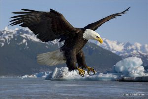 Bald Eagle – Facts For Kids, Pictures, Diet, Habitat, Information