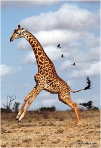Giraffe – Facts For Kids, Pictures, Diet, Lifecycle, Appearance