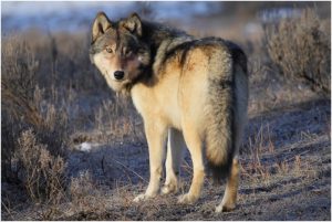Gray Wolf (Wolves)- Interesting Facts, Pictures, Diet, Habitat, Characteristics