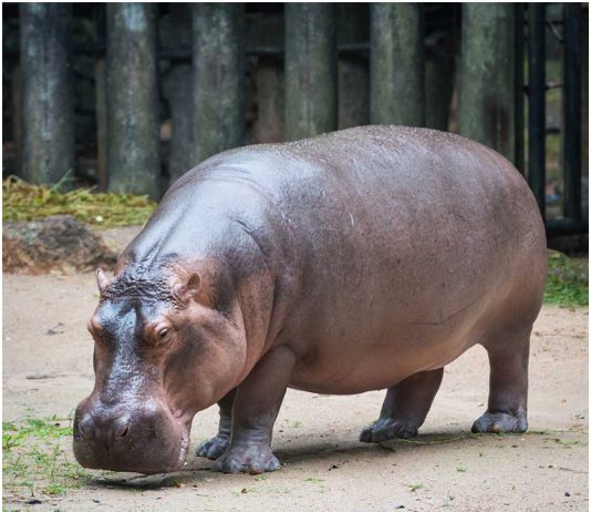 Hippopotamus