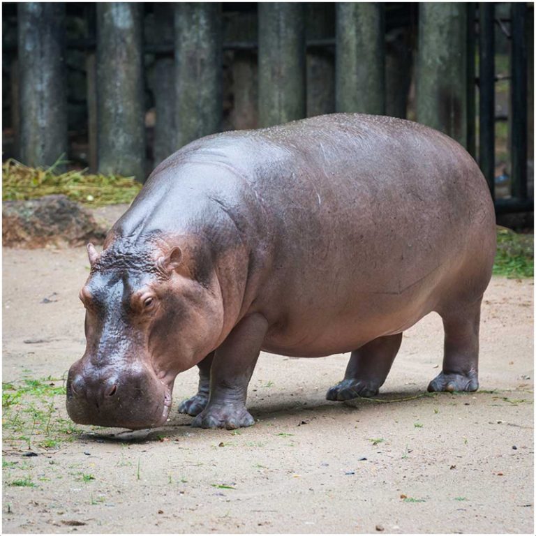 Hippopotamus