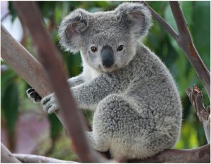 Koala (Bear) – Interesting Facts For Kids, Pictures, Habitat, Diet, Behavior