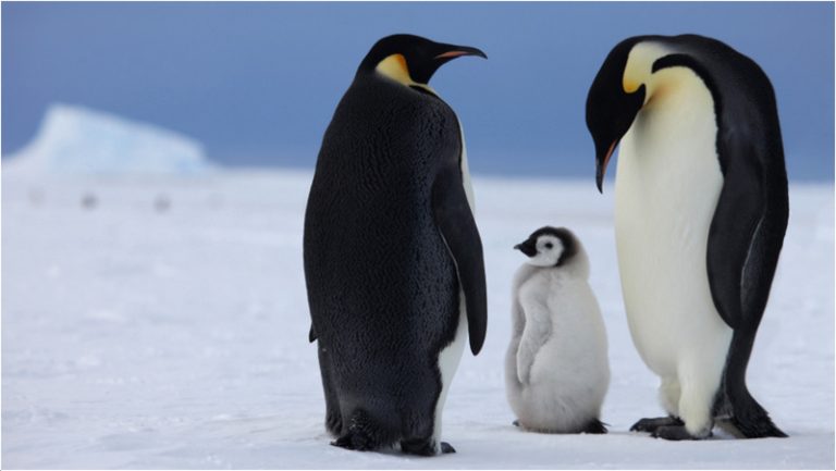 Emperor Penguin - Facts, Pictures, Habitat, Diet, Characteristics