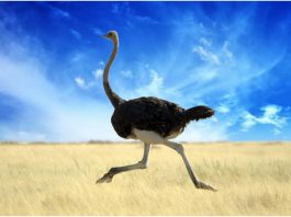 Ostrich