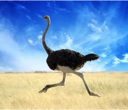 Ostrich