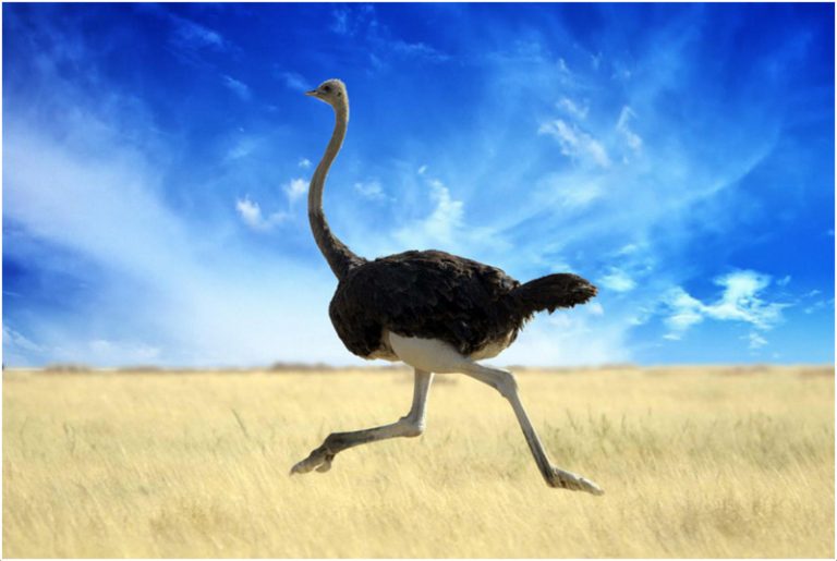 Ostrich